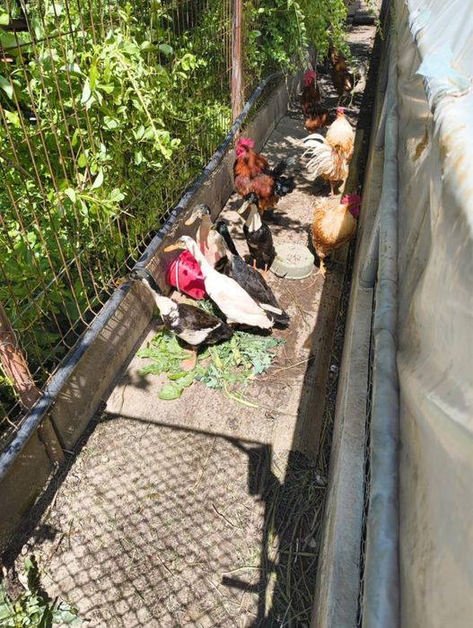 Rate alergatoare indiene vand 5 ratoi alergatoare indiene