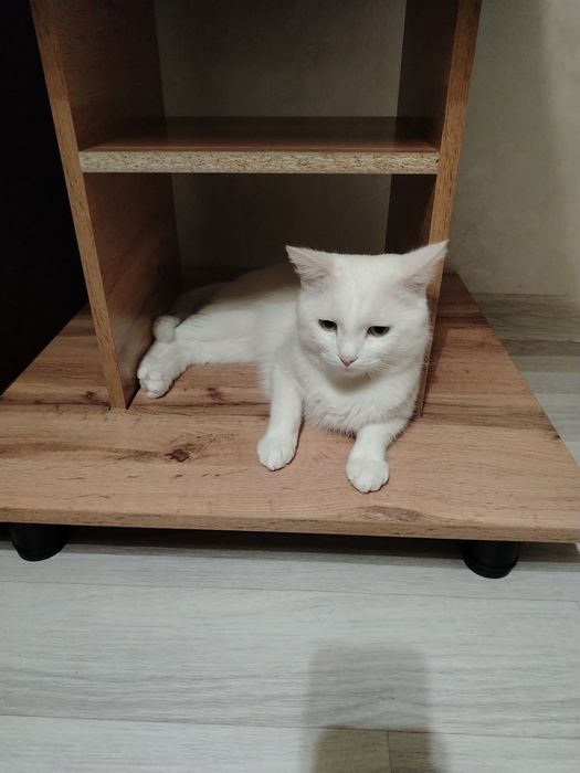 Животные кошки и собаки