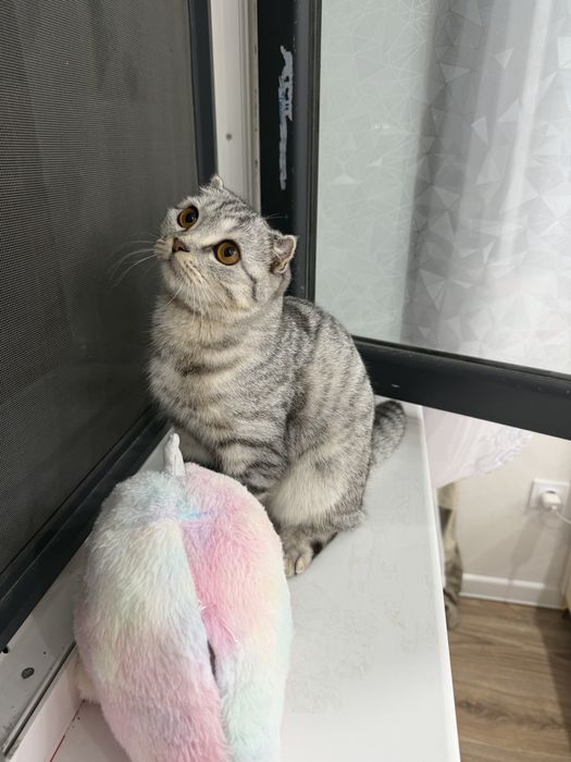 Шотландский вислоуха