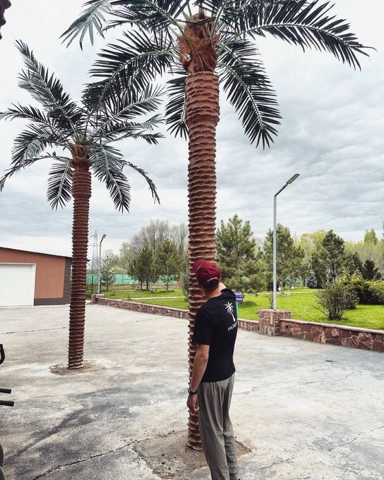 Пальма бассейн дом сад газон кокос дерево