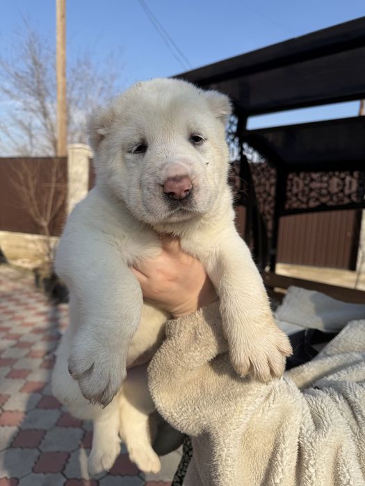 Продаются щенки алабай