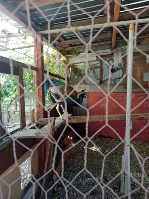 Pereche de pauni si puiul lor