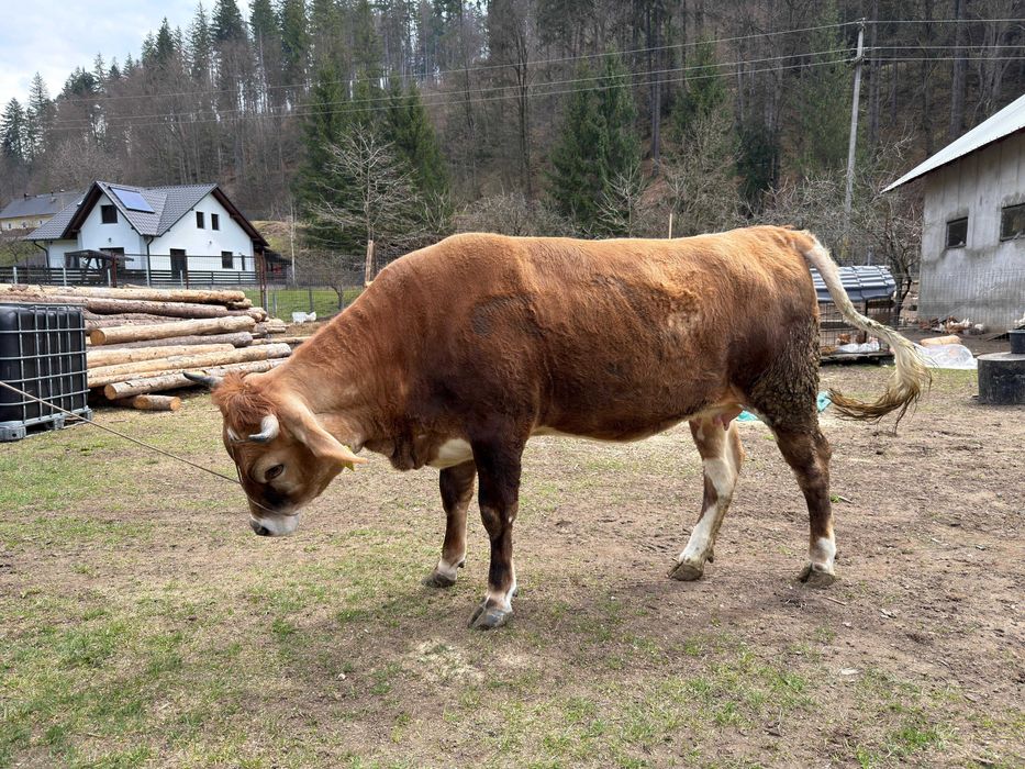 Junica gestantă de vanzare