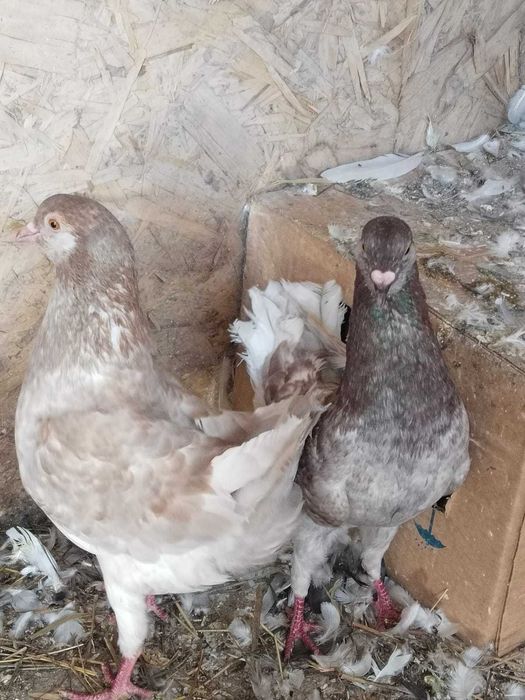 Продам Мальтийских курочек