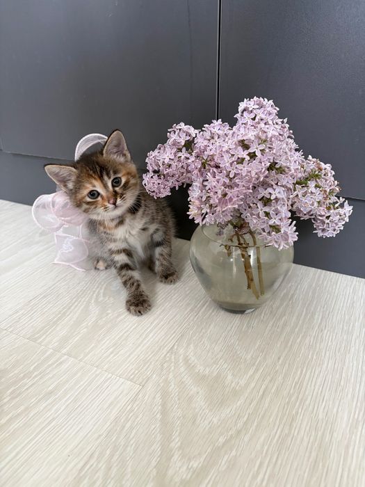 Отдам добрые руки