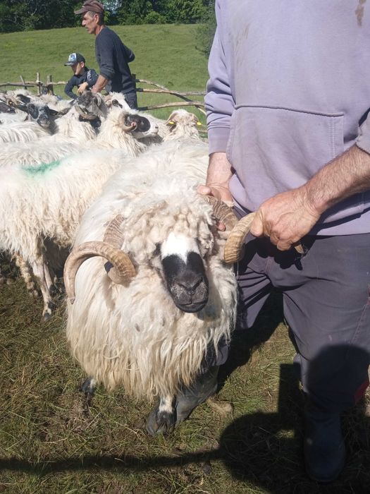 Berbeci de vânzare