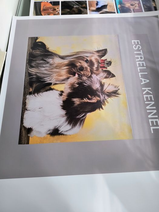 Печат на винил и перфофолио. Стикери, табели, брандиране на тениски