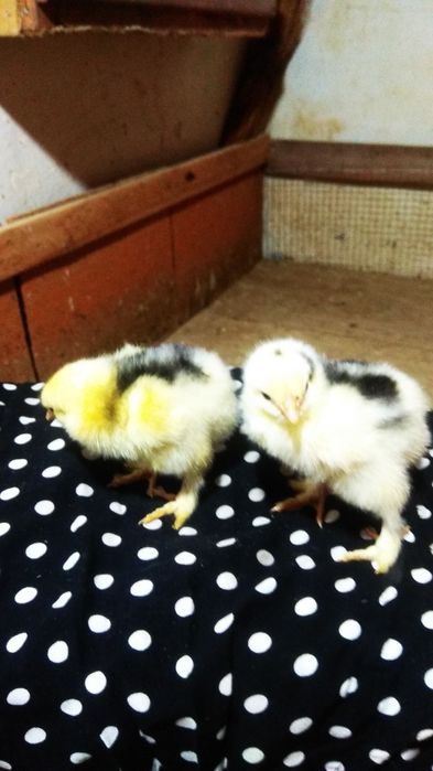 Цыплята брама гигант есть в продаже 40,000 сум