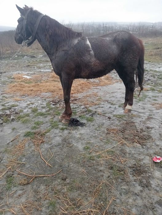 Vând sau schimb cal castrat