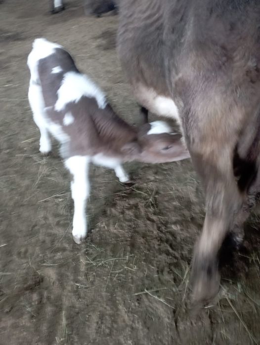 Сауынды сиыр бұзауымен сатылады