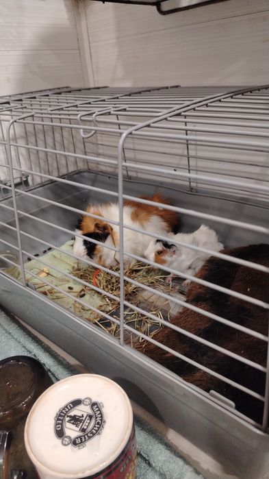 Продам морскую свинку