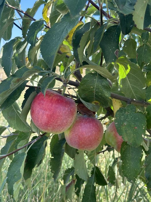 Срочно продается