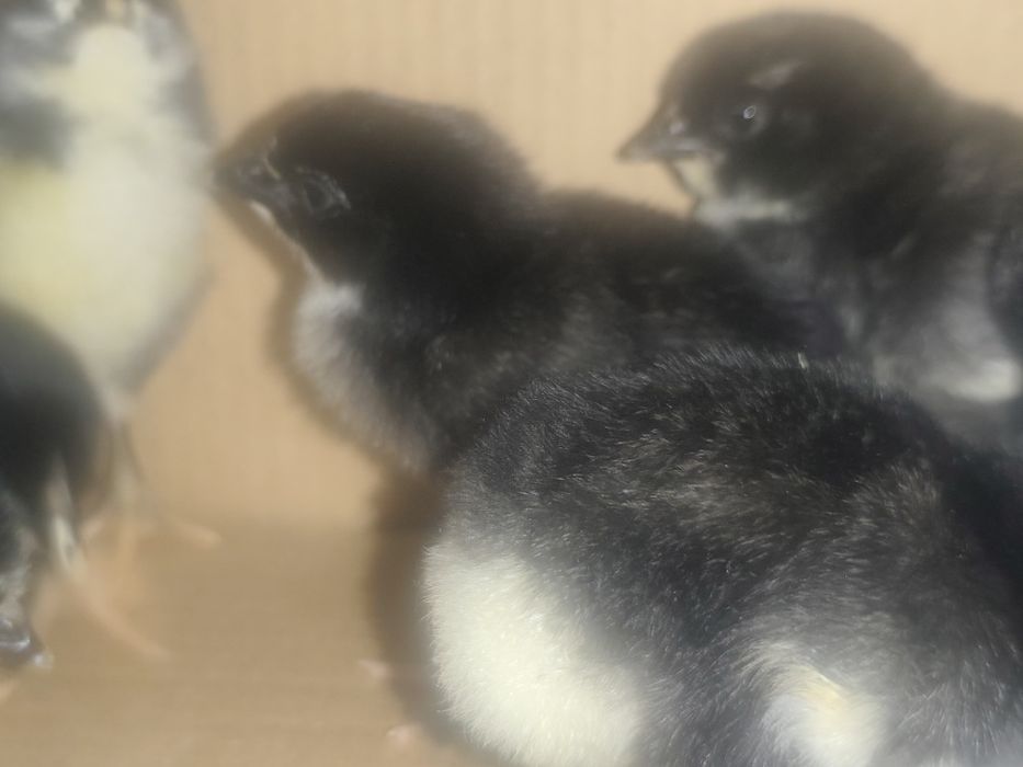 Цыплята джерсийский гигант