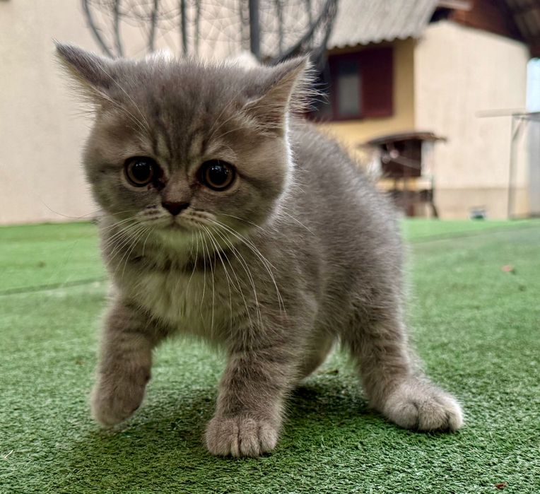 Pui British Shorthair – Mascul și Femelă (3 luni, Vaccinați, Educați)