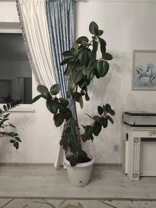 Продаем комнатную растение ФИКУС 210см