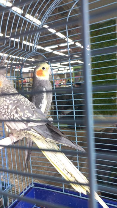 Кореллы ручные кареллы