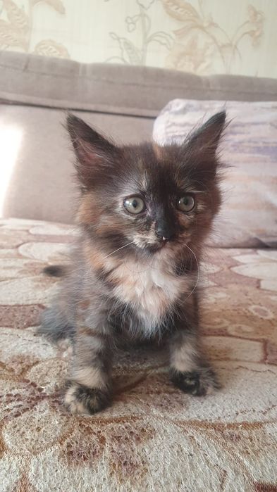 Отдам котят в добрые руки