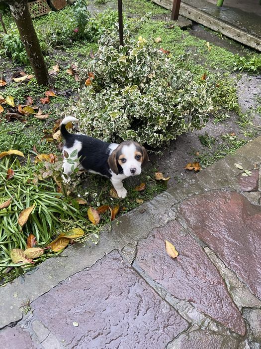 Кученца Бигъл на два месеца