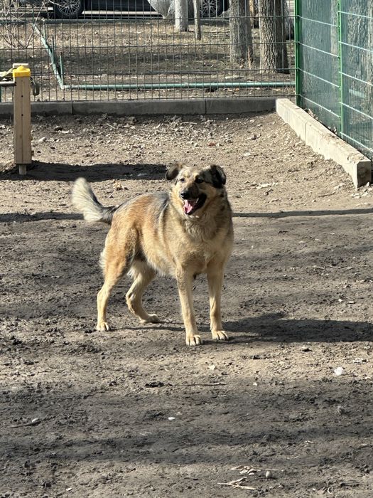 Пристраивается собака!