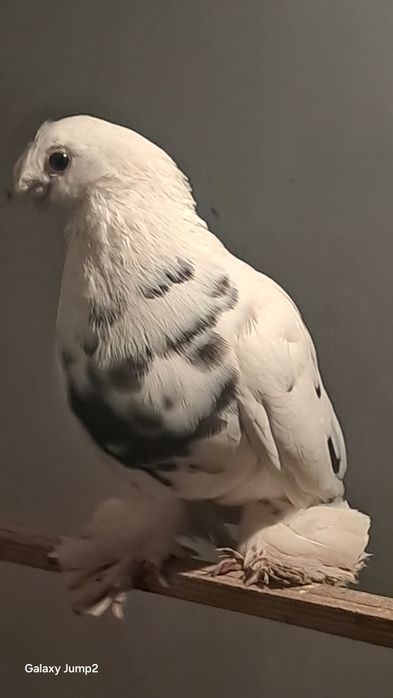 Голуби продаётся пора гульбадам самец соч Голубка продаётся