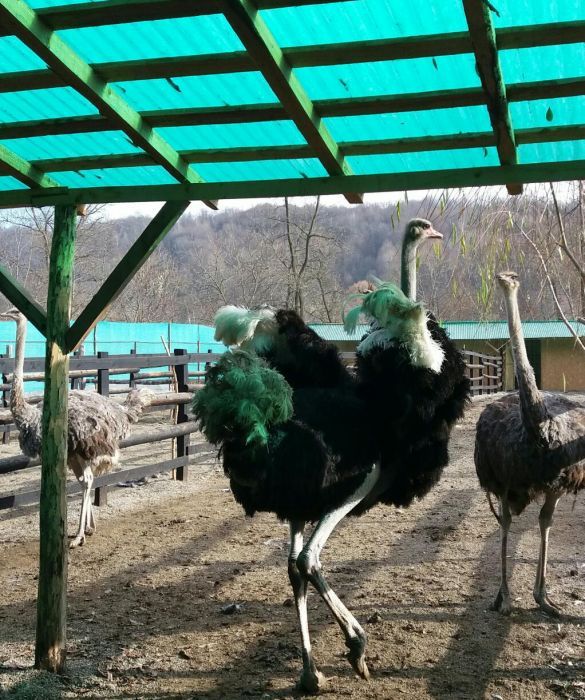 Pui struti 4 saptamani