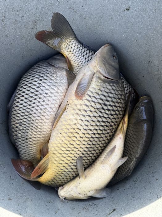 Crap consum, trofee, populare lacuri!