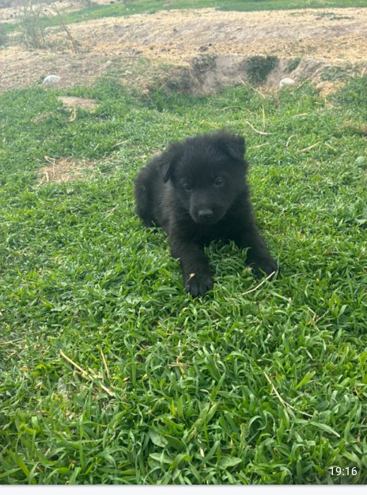 Авчарка кушіктері сатылады.