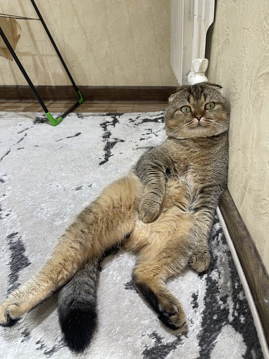 Vyazka uchun erkak Mushuk