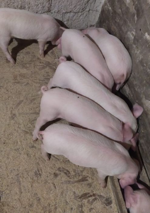 Куры поросята доставка в РИДДЕР