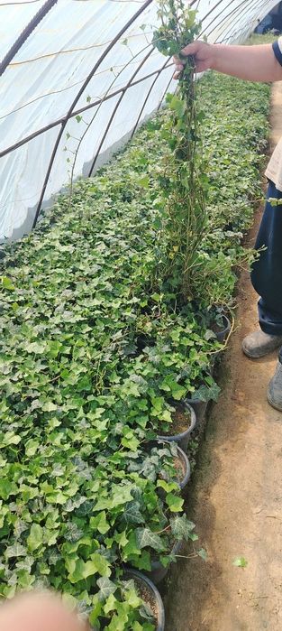 Pulyush gullari sotiladi