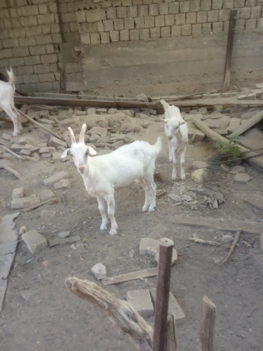 Продаются молодые козочки породыстые