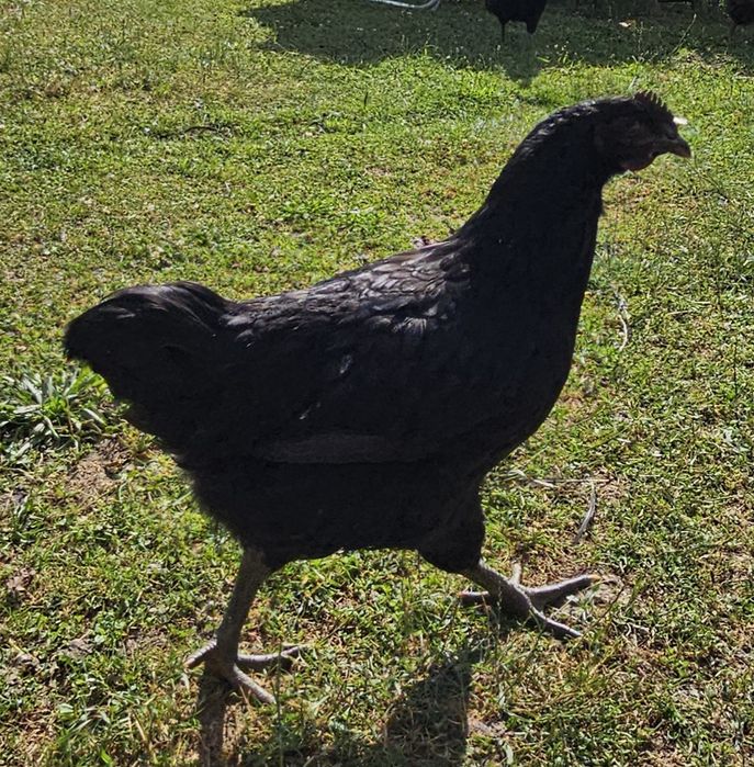 Cocosi de australorp - jersey