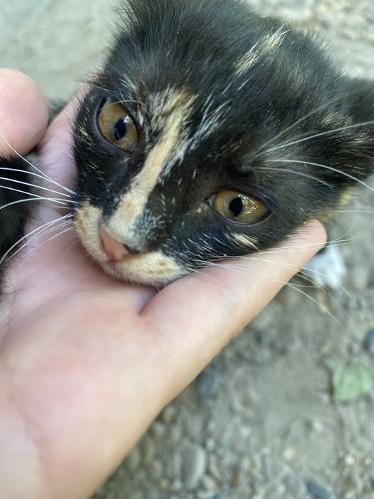 мушукча кизча 2 ойлик