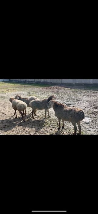 Арашан қошқарлар