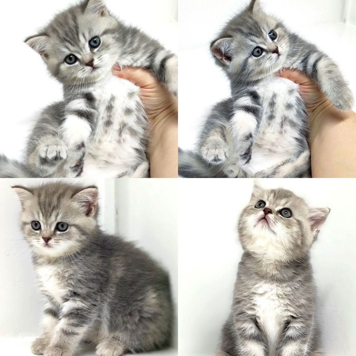 Шотландские котяточки!