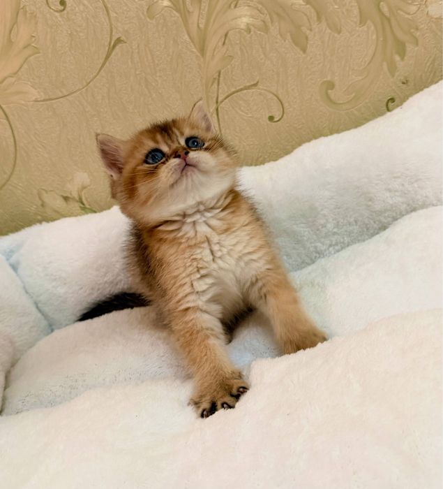 Британец (золотая шиншилла)