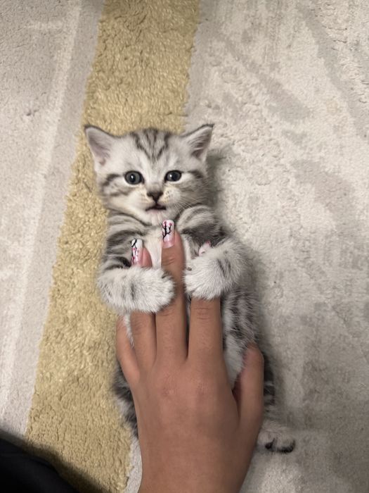 продам шотладских котят