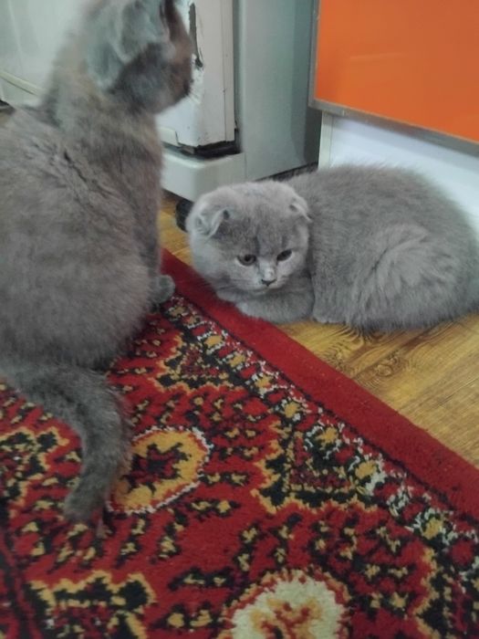 Скотиш страдает  сотилади