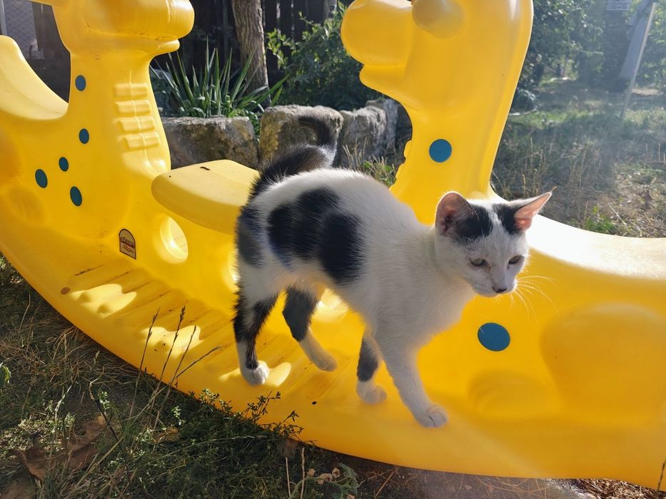 Pisicute blande pentru adoptie