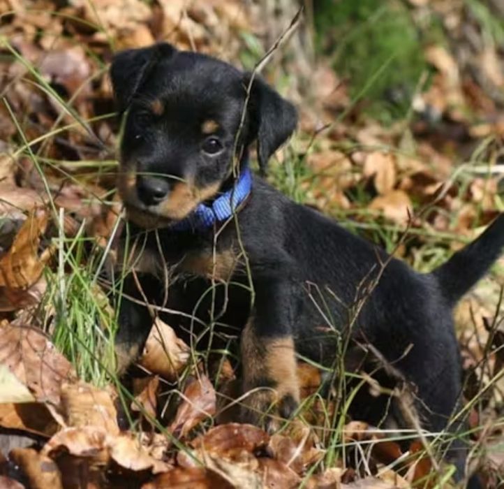 Немецкий охотничий Терер