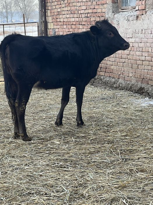 Продам Тёлочку 1.5 года