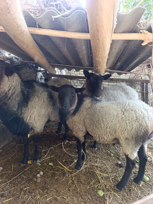 Кочкор романов котта конга