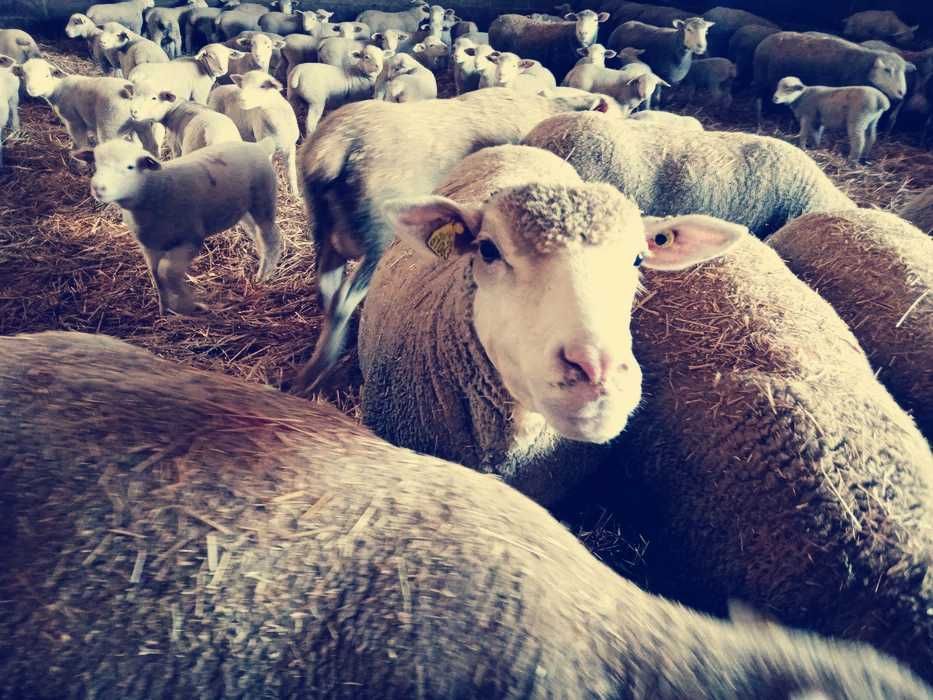 Berbeci Ile de France rasa de carne cu pedigree,certificat.