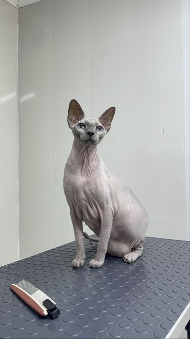 Груминг кошек, профессионально