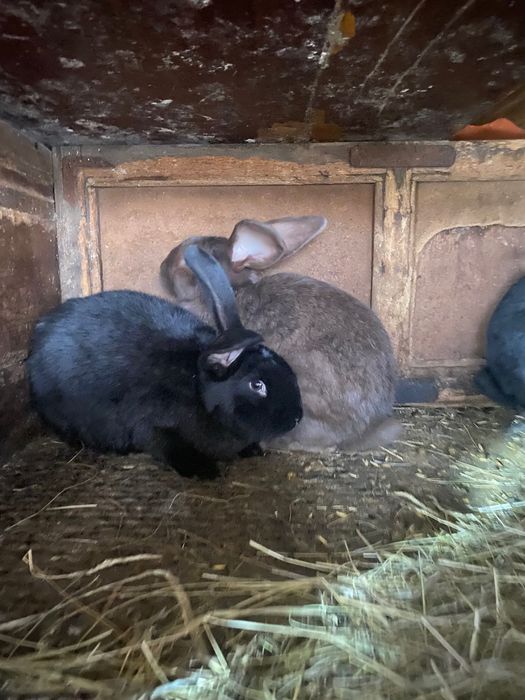 Кролики                   .