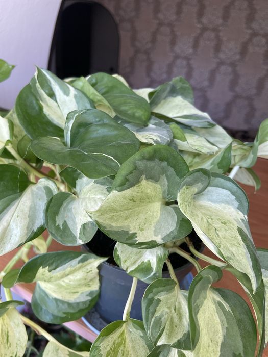 Продам вьющийся сортовой сциндапсус