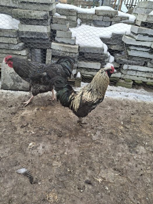 Cocoși de rasa de vanzare