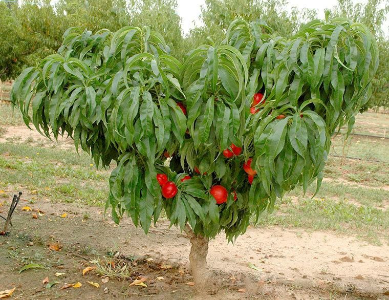 Pomi Fructiferi pitici Dwrf