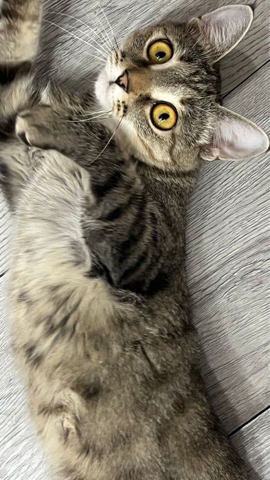 Отдам котенка окраса ТАББИ (Бесплатно)