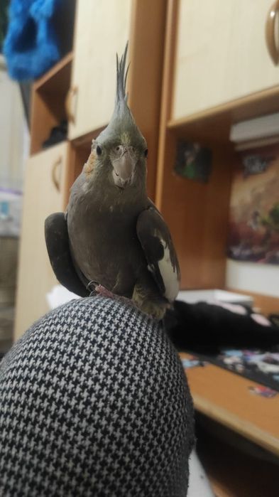 Попугай Корелла самка 2 года